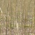 修水青钱柳苗种子苗金钱柳树苗80cm以上