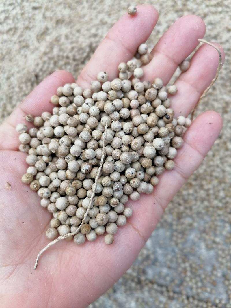 胡椒白海南胡椒白，辣味足，香味浓郁，喜欢您就下单