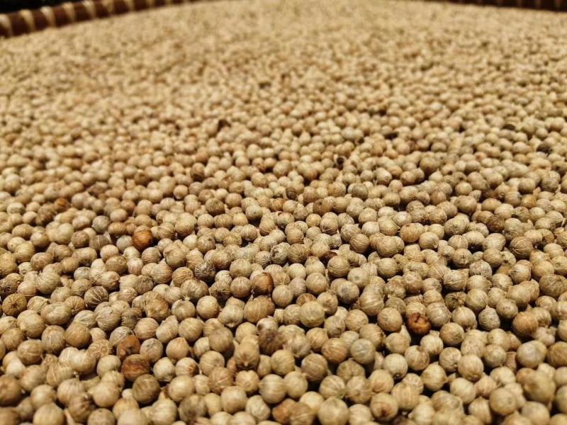 胡椒白海南胡椒白，辣味足，香味浓郁，喜欢您就下单