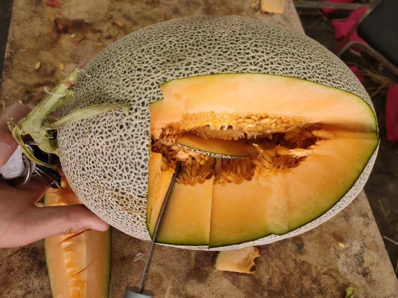 西州蜜小蜜25大量供应价格便宜甜度在16个点鲜瓣质量好