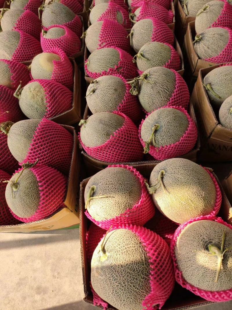 西州蜜小蜜25大量供应价格便宜甜度在16个点鲜瓣质量好