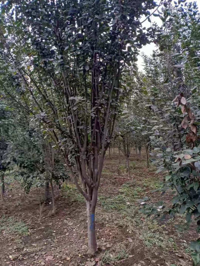 海棠苗北美海棠，西府海棠，大量出售。需要的联系。