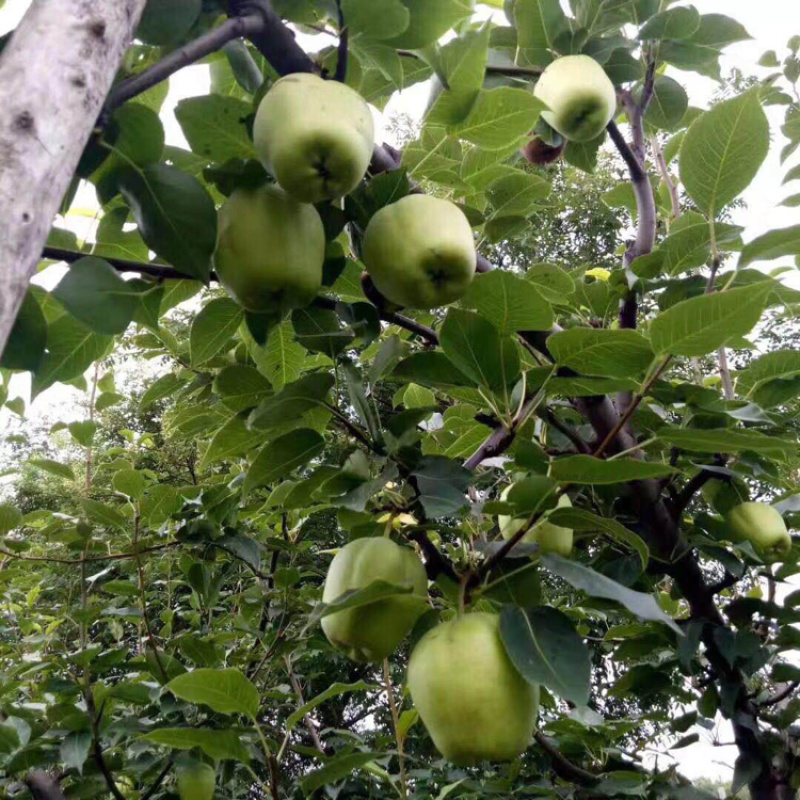 万亩梨园生产早酥梨，非常甜园内现摘