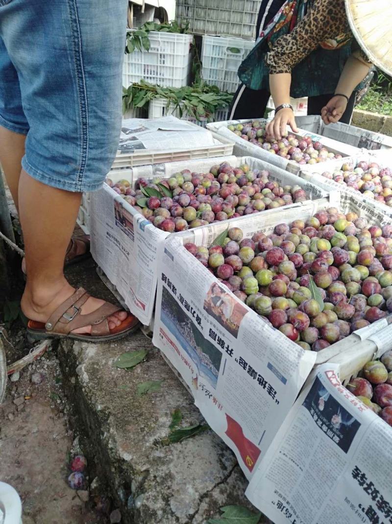 脆红李已经上市，价格美丽，货量充足。