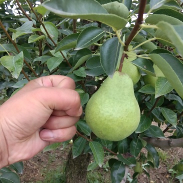 陕西山区光果香蕉梨，香甜软糯，货源充足，现摘现卖
