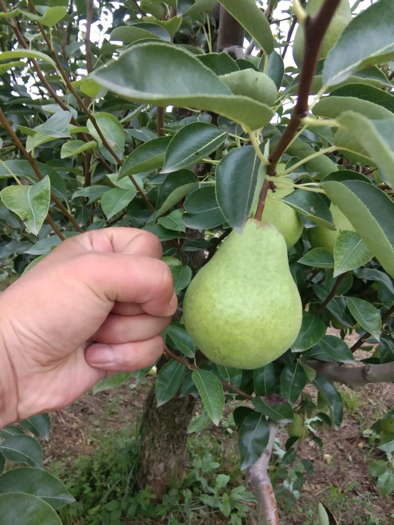 陕西山区光果香蕉梨，香甜软糯，货源充足，现摘现卖