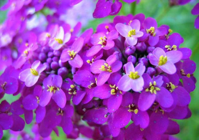 蜂室花种子屈曲花种子矮生景观绿化花卉花海种籽提供正规发票