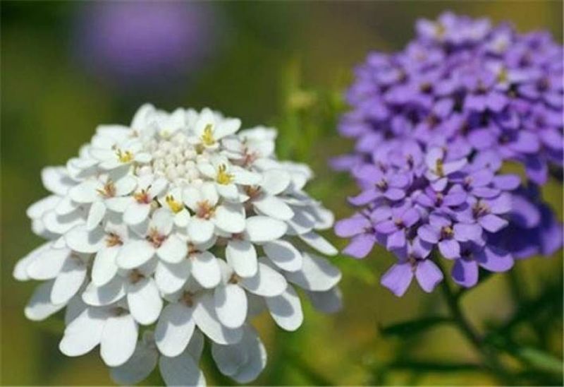 蜂室花种子屈曲花种子矮生景观绿化花卉花海种籽提供正规发票