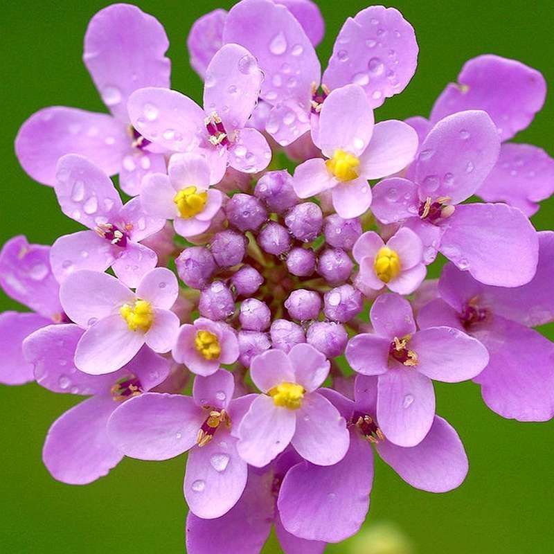 蜂室花种子屈曲花种子矮生景观绿化花卉花海种籽提供正规发票