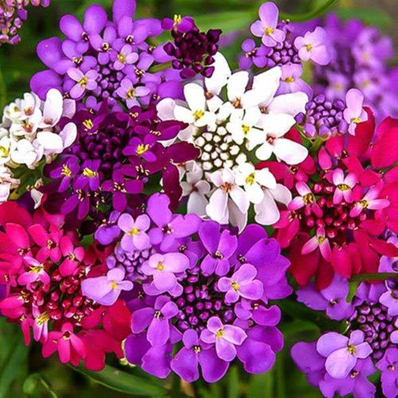 蜂室花种子屈曲花种子矮生景观绿化花卉花海种籽提供正规发票