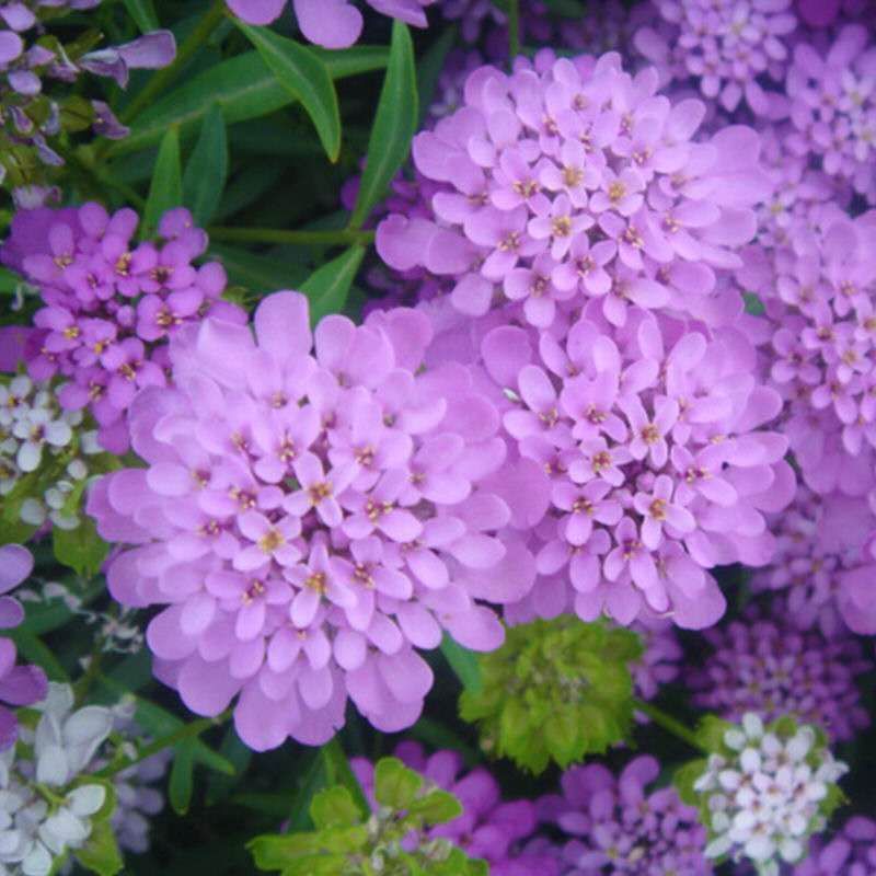 蜂室花种子屈曲花种子矮生景观绿化花卉花海种籽提供正规发票