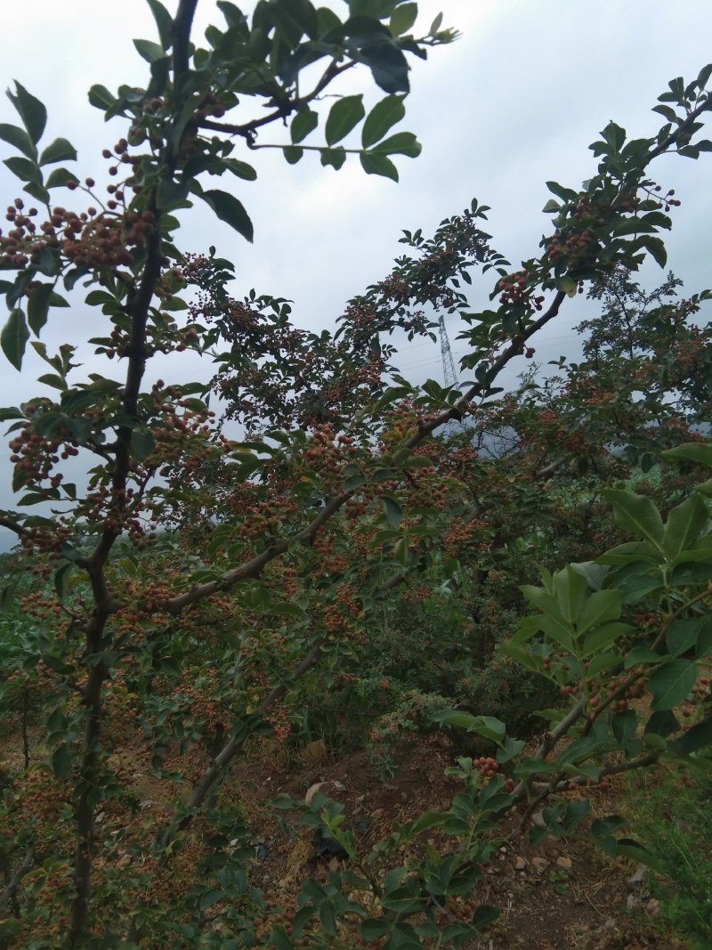 优质大红袍花椒，麻椒八月一号上市