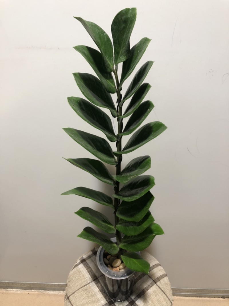 水培艺术独杆金钱树…好好先生园艺