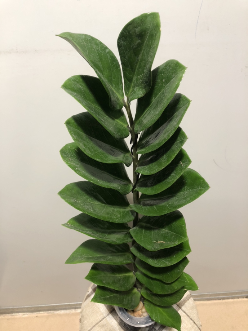 水培艺术独杆金钱树…好好先生园艺