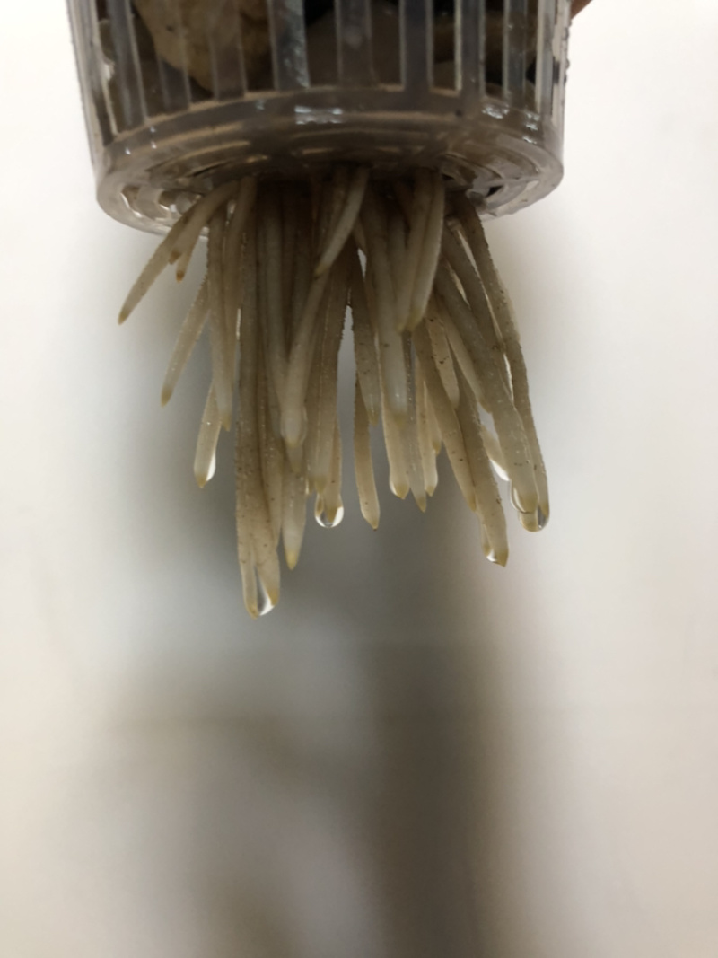 水培艺术独杆金钱树…好好先生园艺