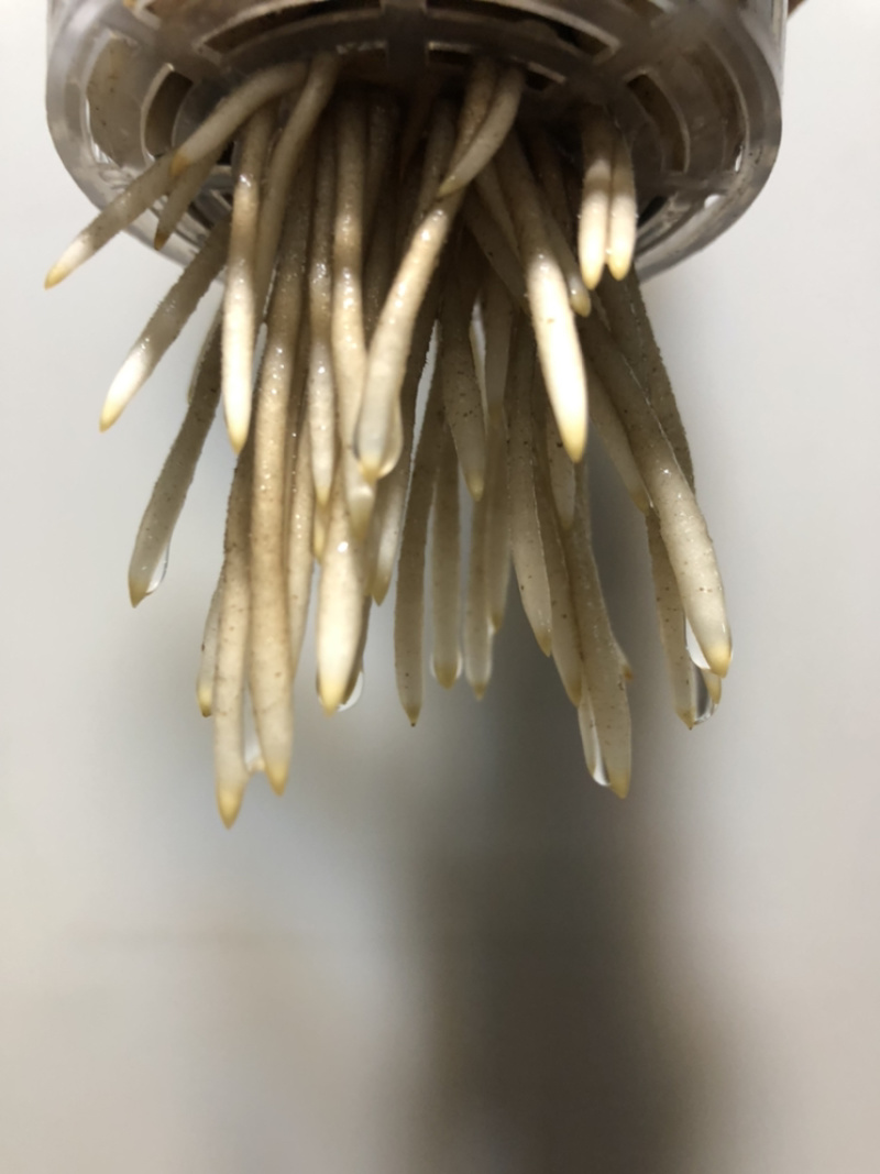 水培艺术独杆金钱树…好好先生园艺