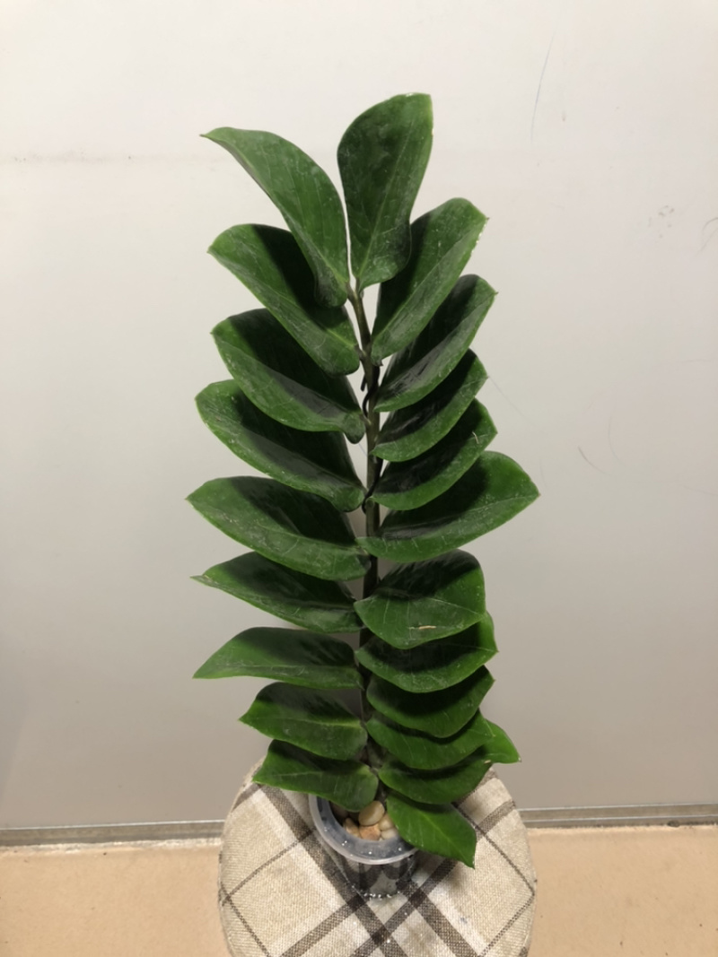 水培艺术独杆金钱树…好好先生园艺