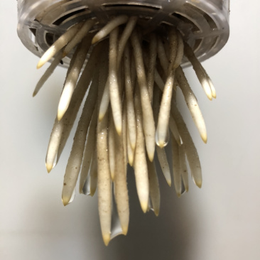 水培艺术独杆金钱树…好好先生园艺