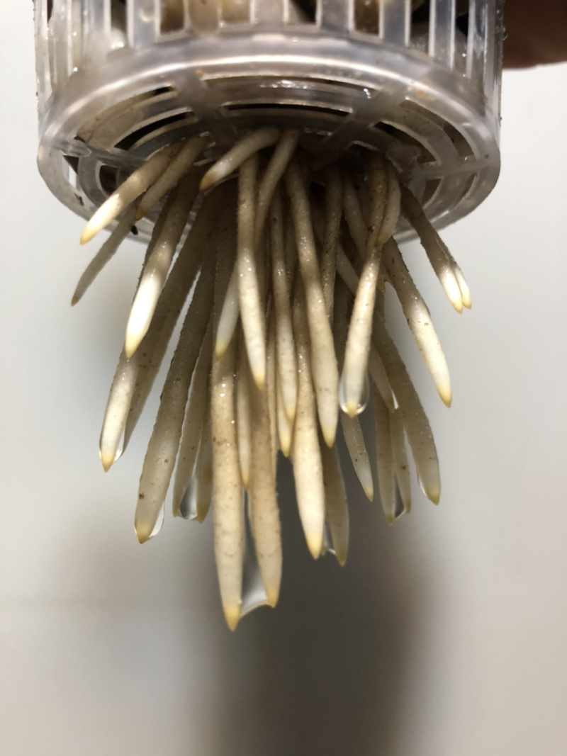 水培艺术独杆金钱树…好好先生园艺