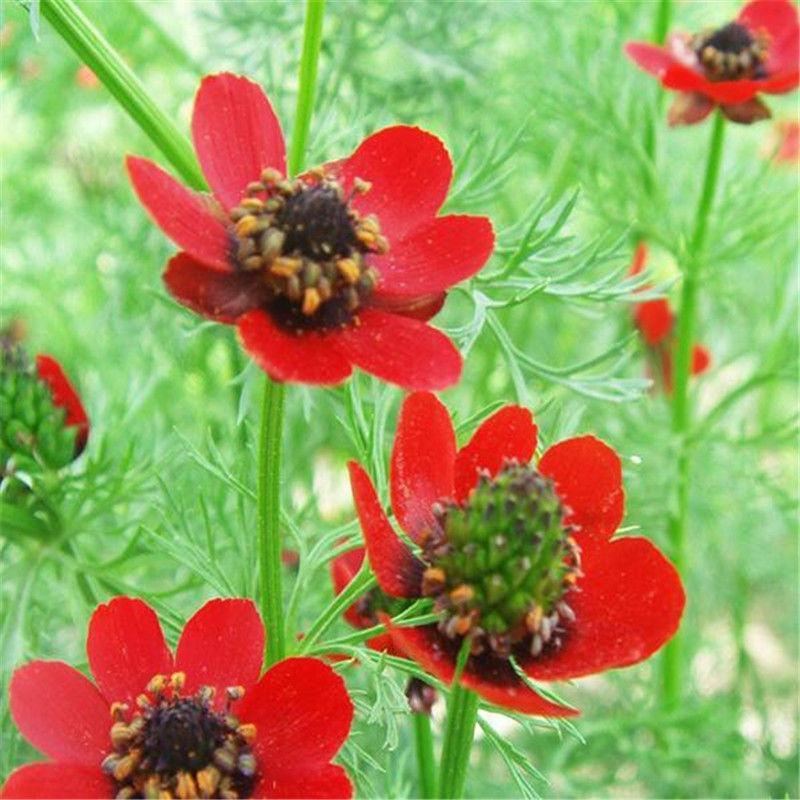 福寿花种子红色矮秆福寿花种籽四季易种植花海种子可货到付款