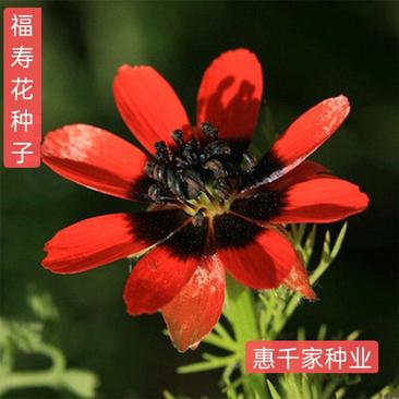 福寿花种子红色矮秆福寿花种籽四季易种植花海种子可货到付款