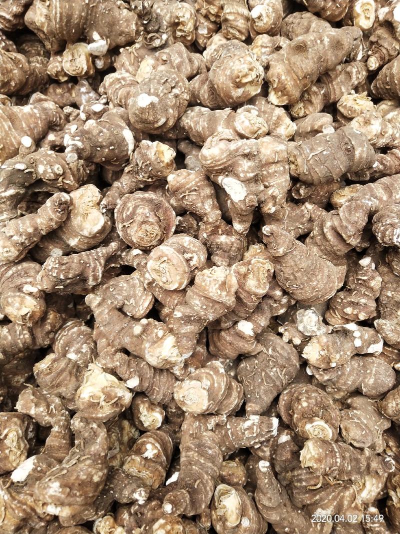 大量出售粉质重楼干货质量保证价格合理
