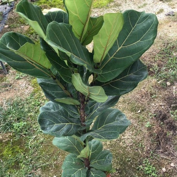 琴叶榕盆栽室内大型植物客厅大叶绿植盆栽净化空气吸除甲