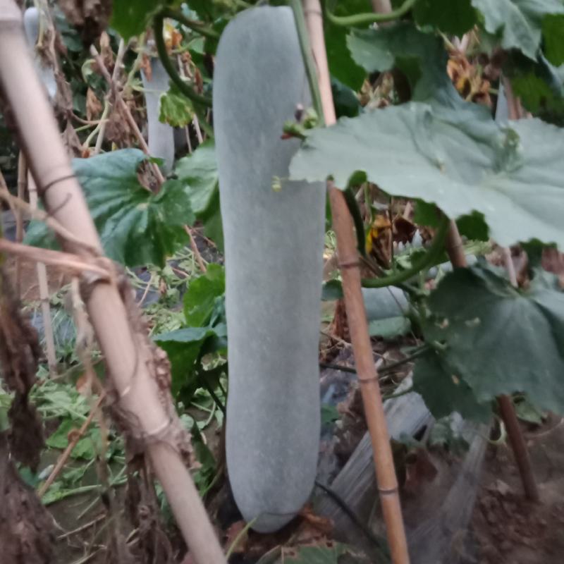 白皮冬瓜，质量保证正品，有需要的联系我