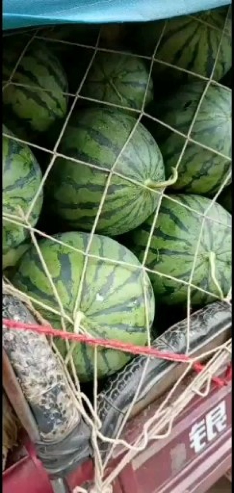 京欣西瓜以大量上市了河南周口太康