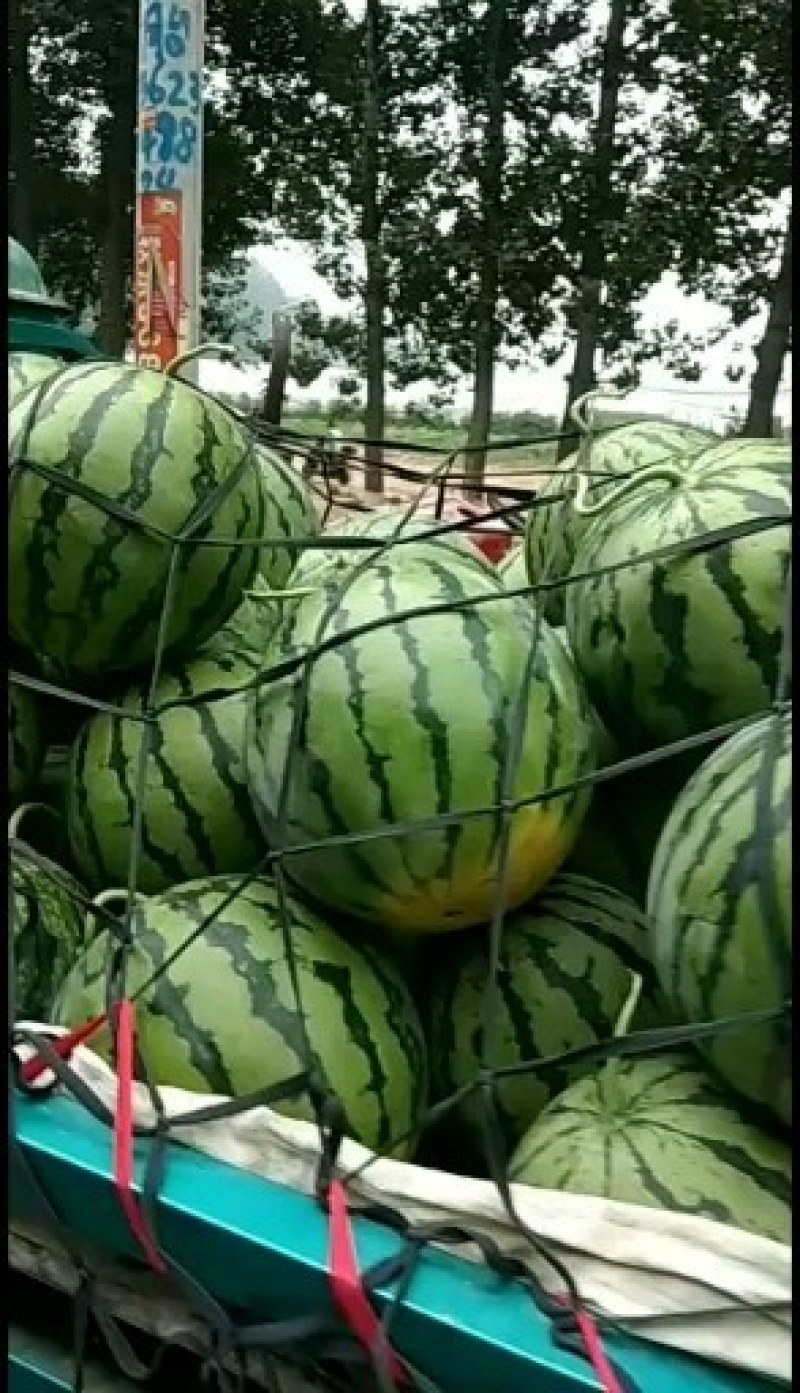 京欣西瓜以大量上市了河南周口太康
