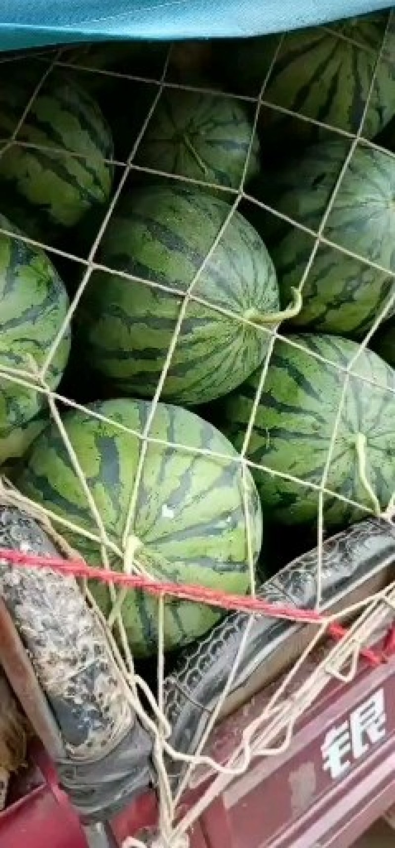 京欣西瓜以大量上市了河南周口太康