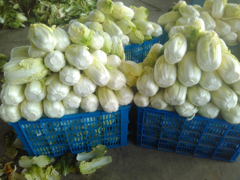 甘肃高山娃娃菜大白菜新鲜蔬菜时令应季生鲜蔬菜娃娃菜