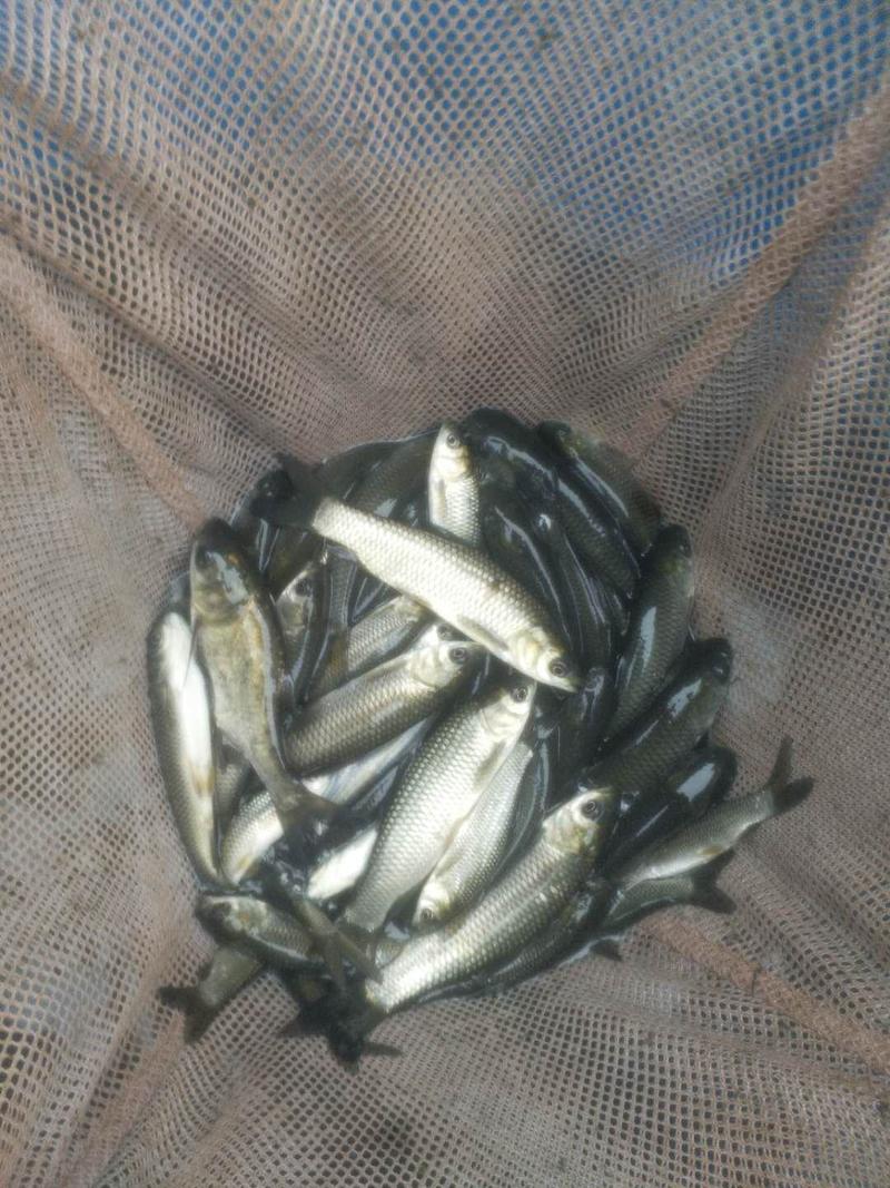 广草鱼苗鱼场孵化基地直供提供养殖技术货到付款。