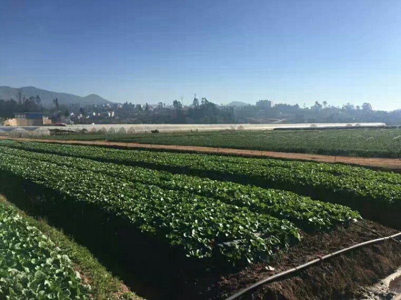 甘肃高山娃娃菜大白菜新鲜蔬菜时令应季生鲜蔬菜娃娃菜