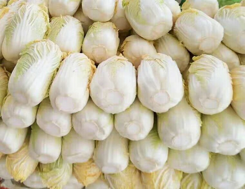 甘肃高山娃娃菜大白菜新鲜蔬菜时令应季生鲜蔬菜娃娃菜