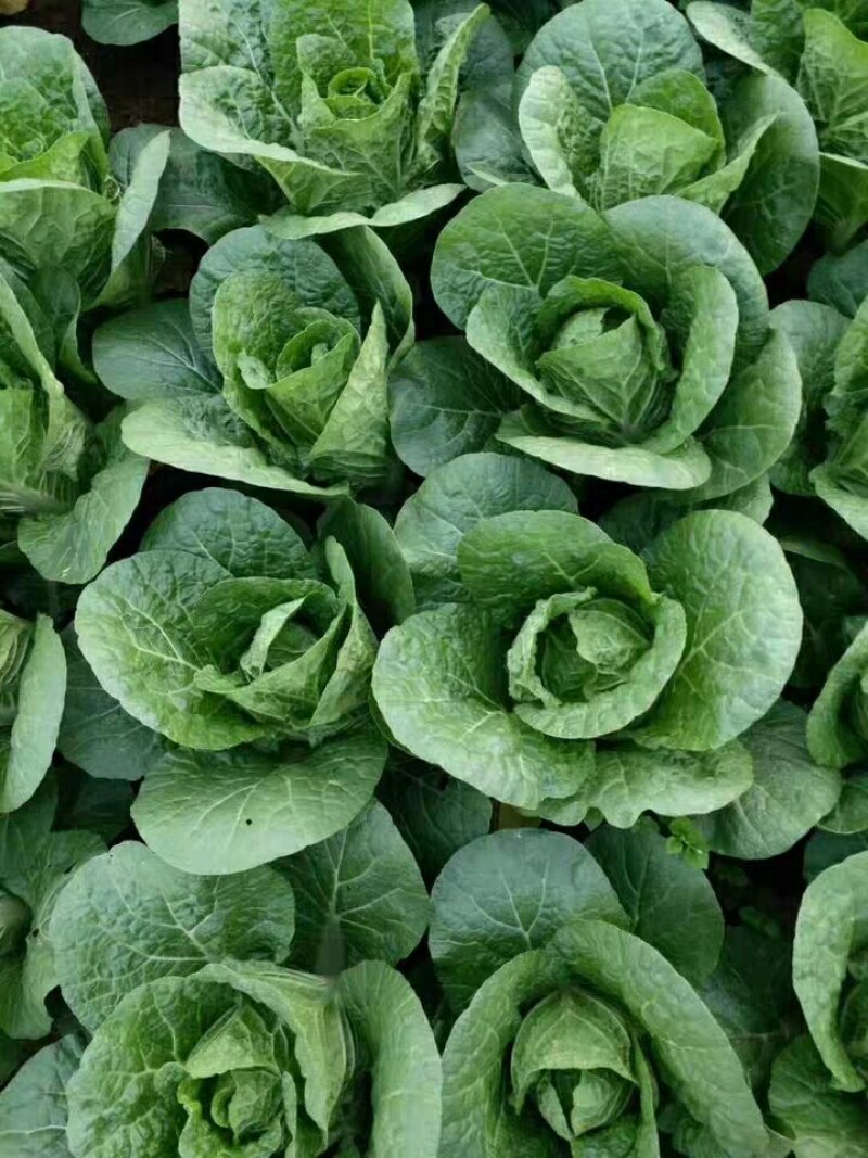 甘肃高山娃娃菜大白菜新鲜蔬菜时令应季生鲜蔬菜娃娃菜