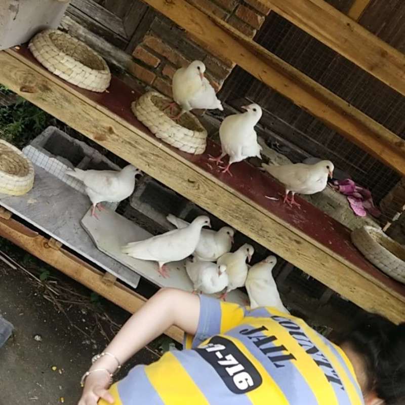 出售鸽子量大从优全国发货