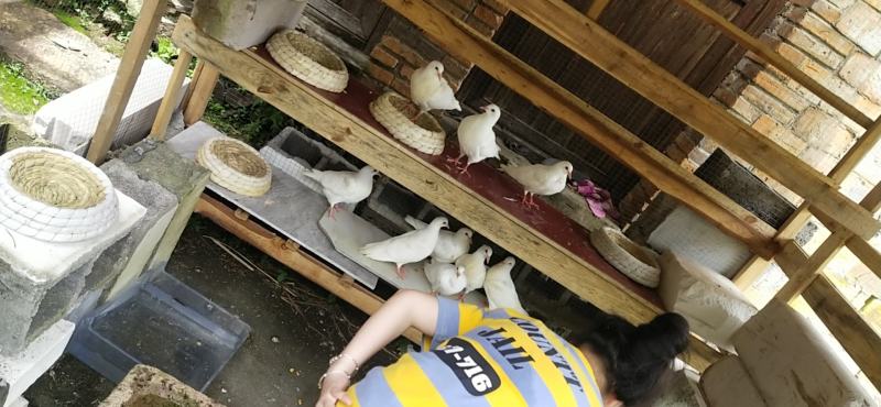 出售鸽子量大从优全国发货