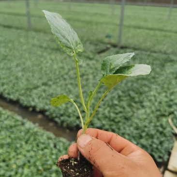 炎秀西兰花，菜花甘蓝苗