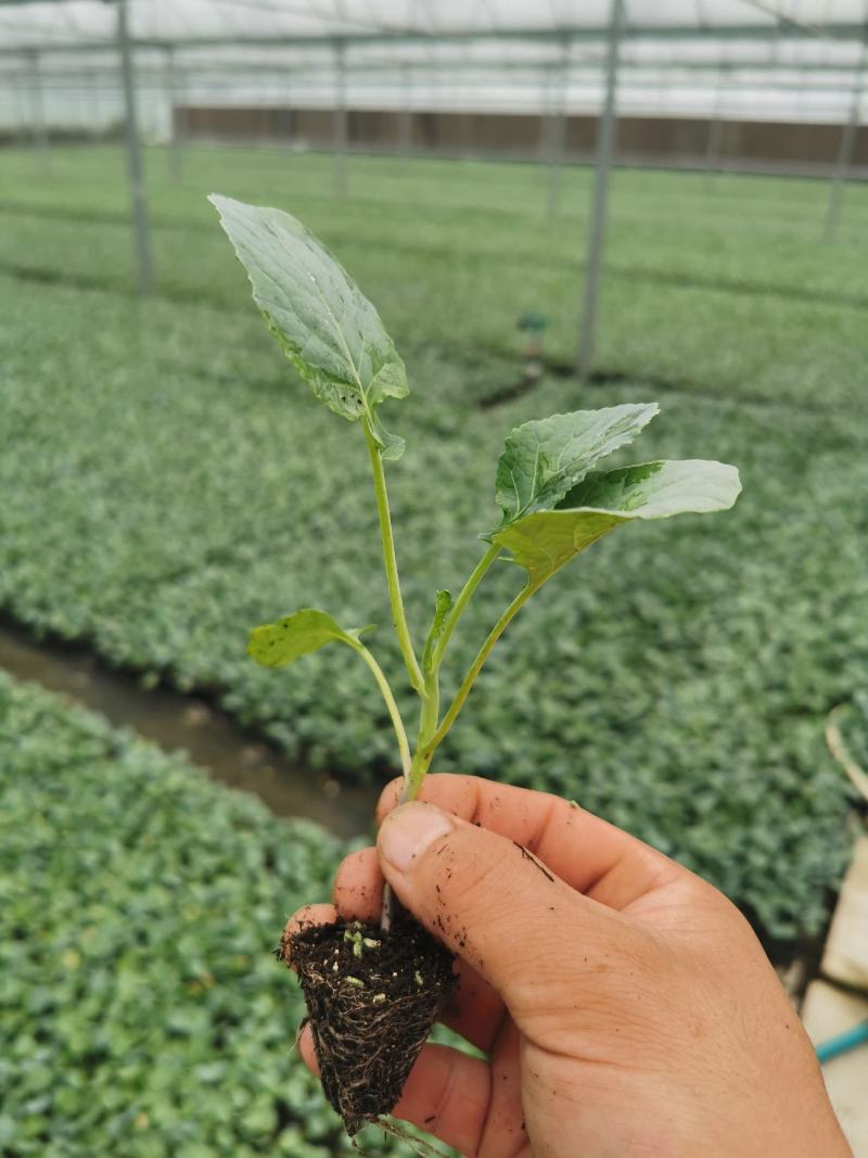 炎秀西兰花，菜花甘蓝苗