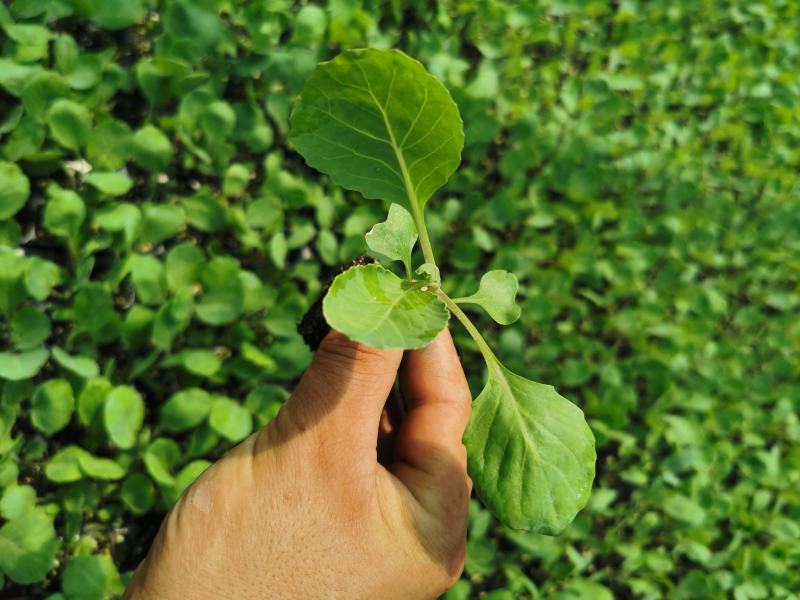 炎秀西兰花，菜花甘蓝苗