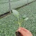 炎秀西兰花，菜花甘蓝苗