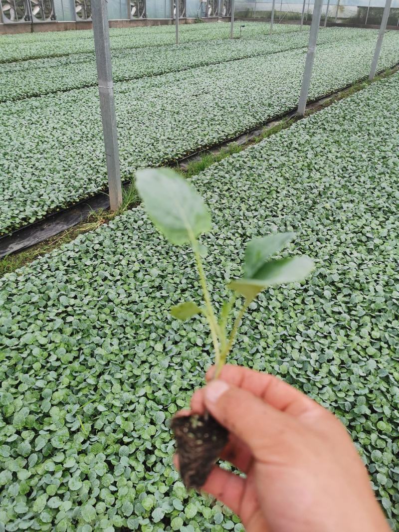 炎秀西兰花，菜花甘蓝苗