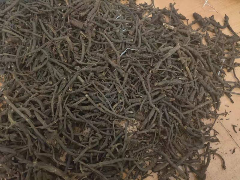 野生羌活产地直发质量保证支持视频看货