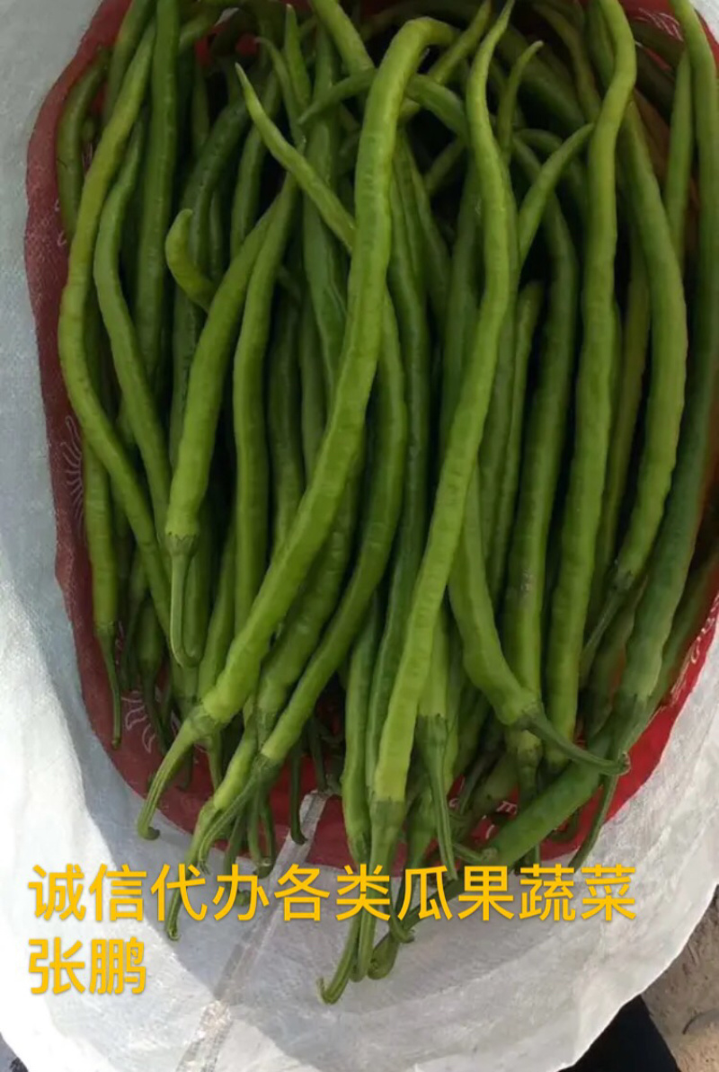 精品线椒，产地直供，货源充足一手货源，专业代收、代发