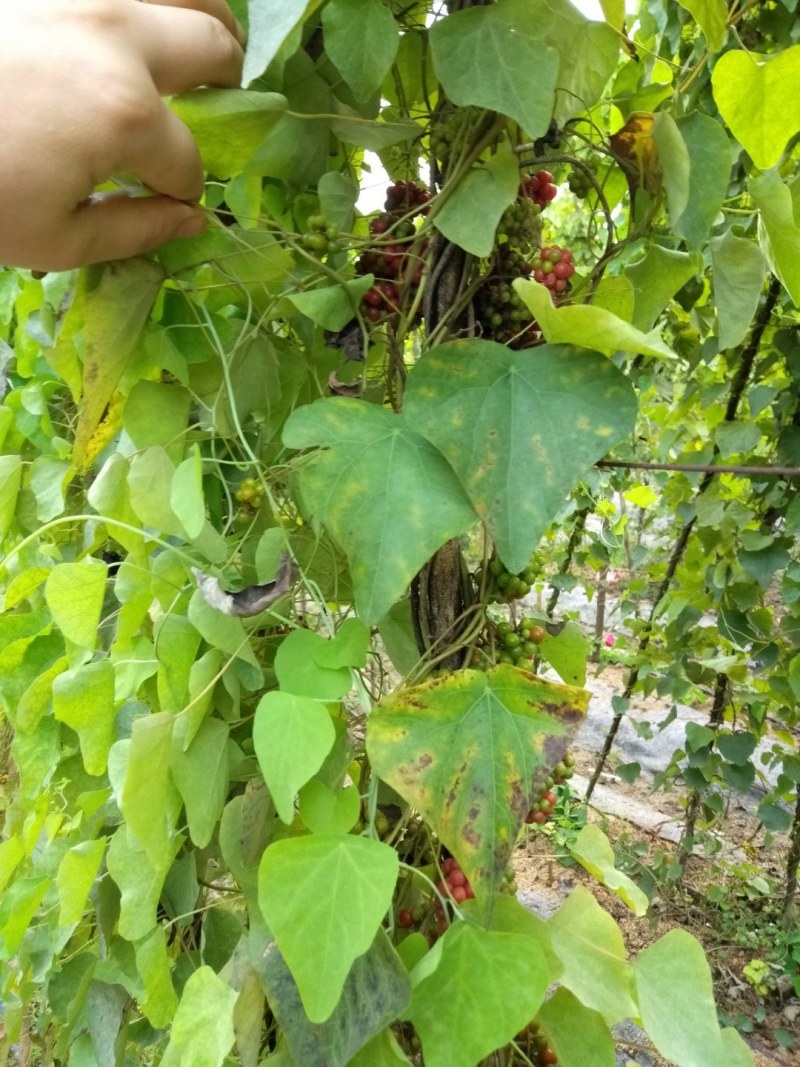 防己种子，可点播级别精品种子，净籽无杂质提供技术持