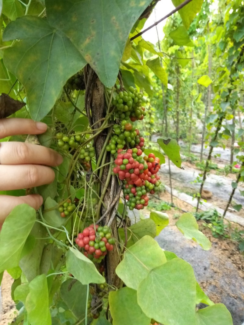防己种子，可点播级别精品种子，净籽无杂质提供技术持