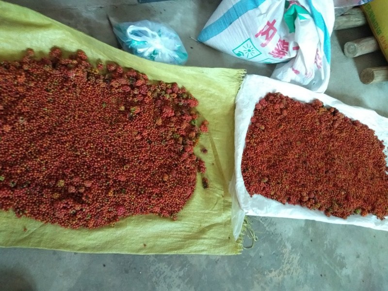 防己种子，可点播级别精品种子，净籽无杂质提供技术持