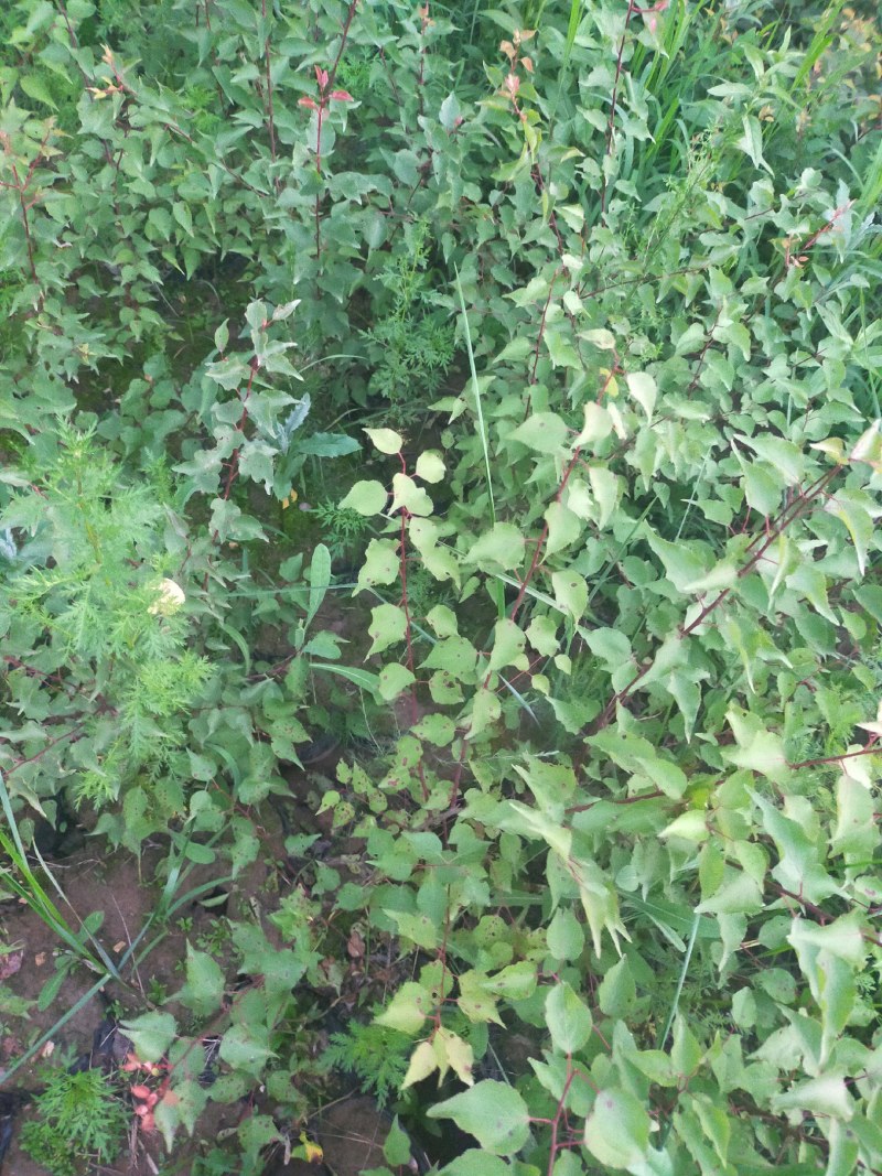 产地河北张家口蔚县从生山桃山桃杯苗，宁条杯苗