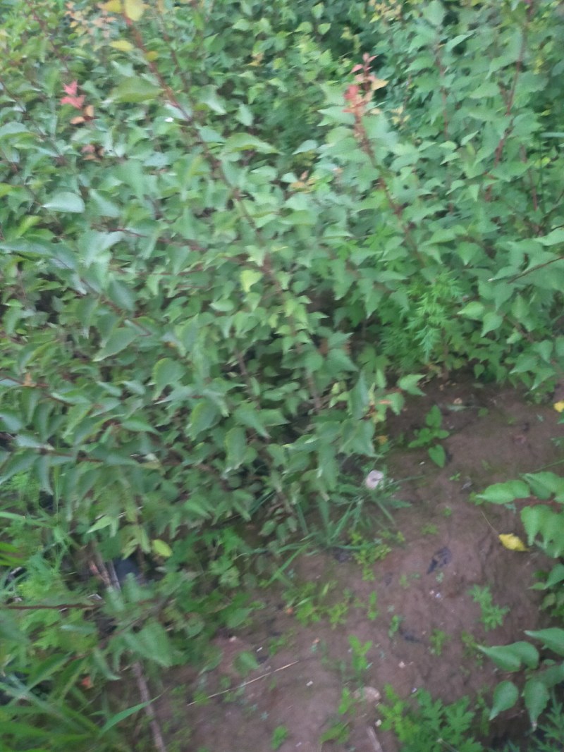 产地河北张家口蔚县从生山桃山桃杯苗，宁条杯苗
